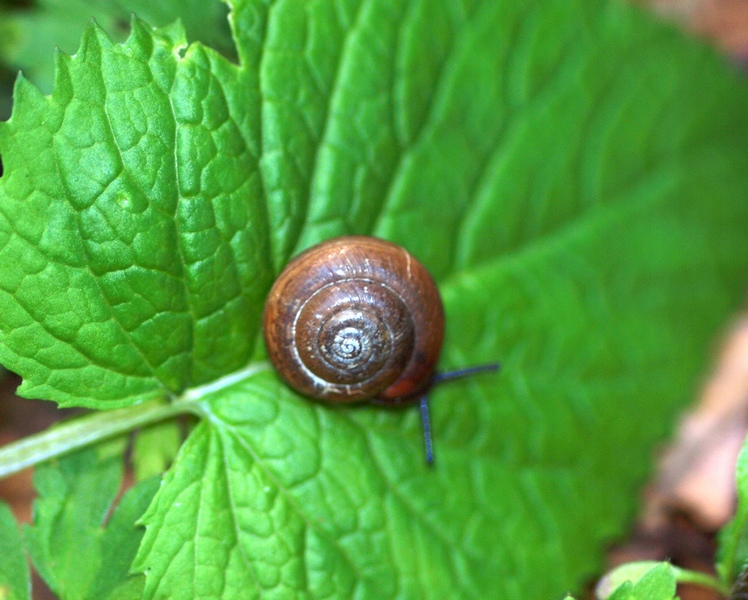 Monachoides incarnatus